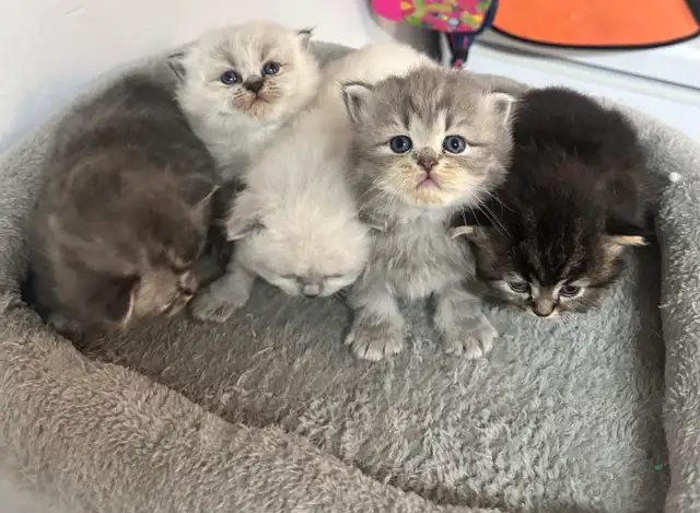 À RÉSERVER Himalayan & Persian Kittens/Chatons Himalayen-Persan