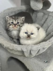À RÉSERVER Himalayan & Persian Kittens/Chatons Himalayen-Persan - Photo 4