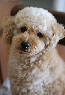 Bringing Home a Poodle? That Beautiful Coat Is a Team Effort