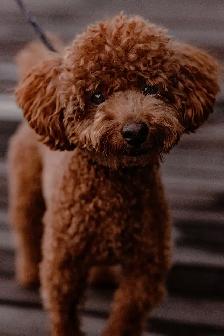 Bringing Home a Poodle? That Beautiful Coat Is a Team Effort - Photo 2