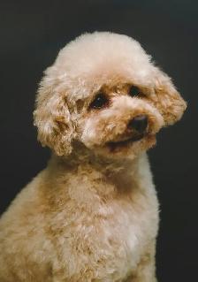 Bringing Home a Poodle? That Beautiful Coat Is a Team Effort - Photo 3