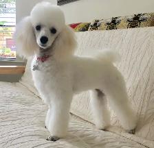 Bringing Home a Poodle? That Beautiful Coat Is a Team Effort - Photo 4