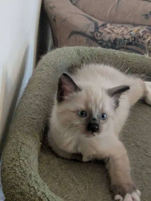 For Sale Simeas Kittens $200
