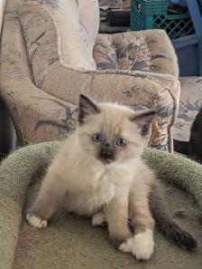 For Sale Simeas Kittens $200 - Photo 2