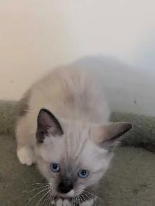 For Sale Simeas Kittens $200 - Photo 3