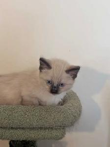 For Sale Simeas Kittens $200 - Photo 4