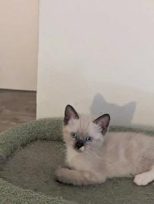 For Sale Simeas Kittens $200 - Photo 6