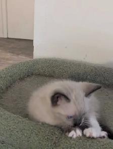 For Sale Simeas Kittens $200 - Photo 7