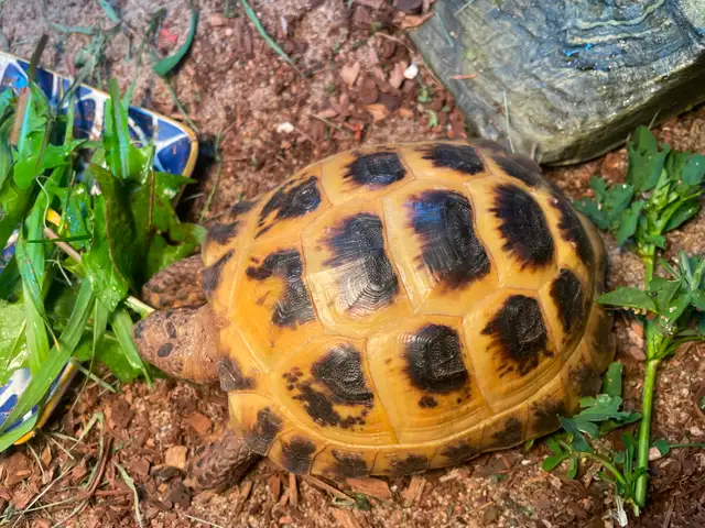 Russian Tortoise