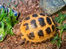 Russian Tortoise