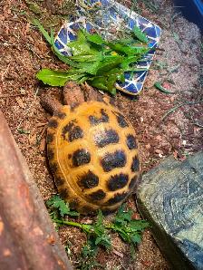 Russian Tortoise - Photo 2