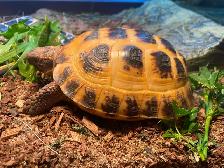 Russian Tortoise - Photo 3