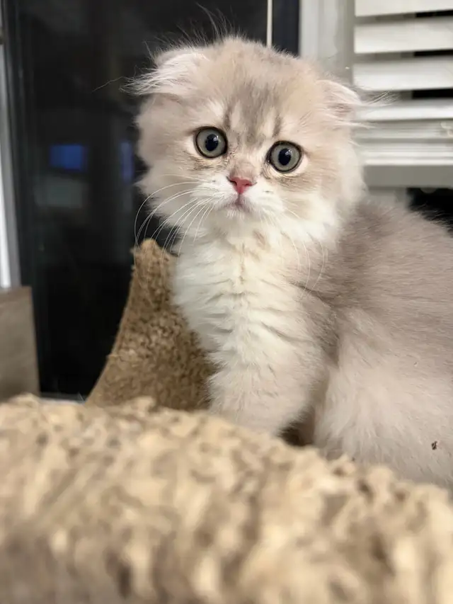 Scottish straight/fold kittens for sale