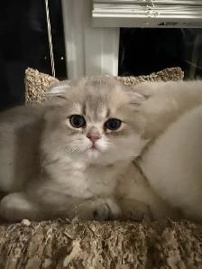 Scottish straight/fold kittens for sale - Photo 2