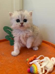 Scottish straight/fold kittens for sale - Photo 5