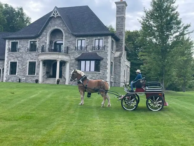 Belgian Horse and Leon Carriage