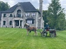 Belgian Horse and Leon Carriage