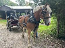 Belgian Horse and Leon Carriage - Photo 2
