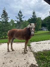 Belgian Horse and Leon Carriage - Photo 3