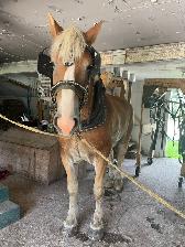Belgian Horse and Leon Carriage - Photo 4