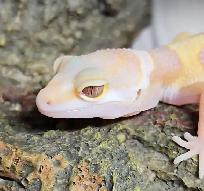 gecko léopard bumblegum