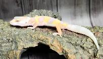 gecko léopard bumblegum - Photo 2