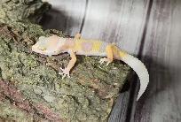 gecko léopard bumblegum - Photo 3