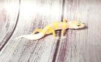 gecko léopard bumblegum - Photo 4