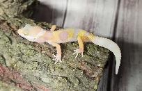 gecko léopard bumblegum - Photo 5