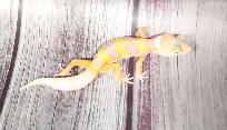 gecko léopard bumblegum - Photo 6