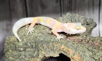 gecko léopard bumblegum - Photo 7