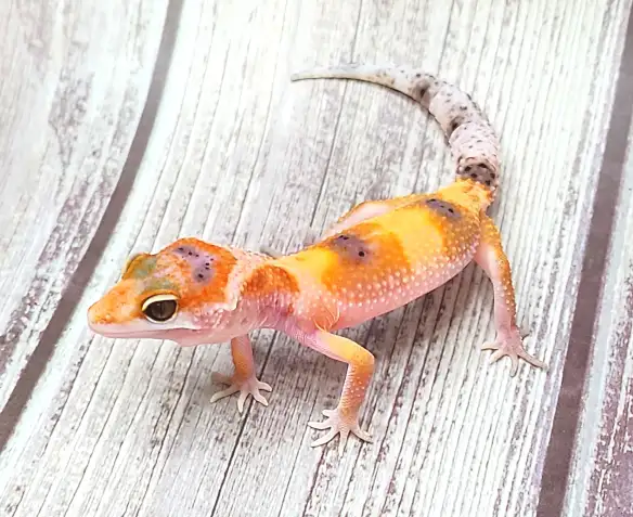 gecko leopard clown