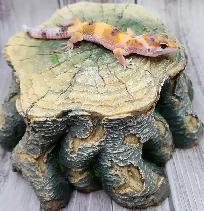gecko leopard clown - Photo 2