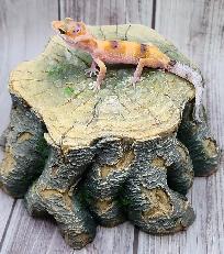 gecko leopard clown - Photo 3