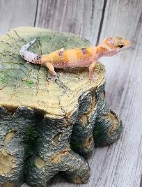 gecko leopard clown - Photo 4