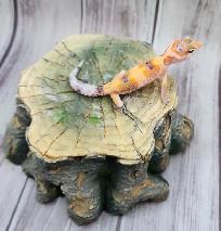 gecko leopard clown - Photo 5