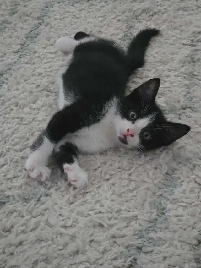 male kitten