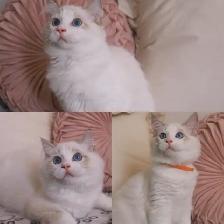 Adorable Ragdoll kittens looking for new homes