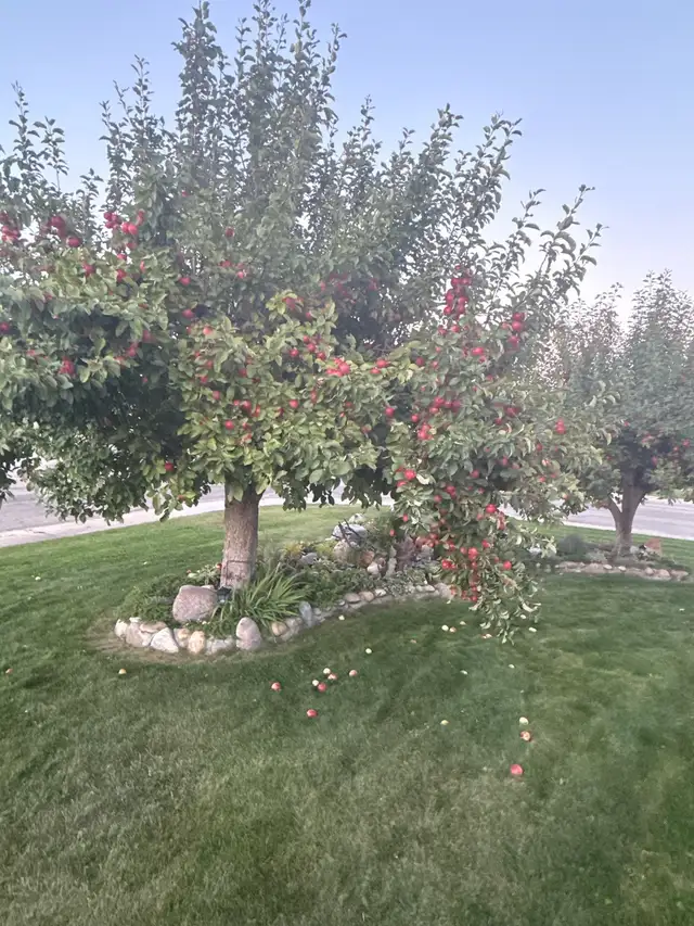 Organic apples
