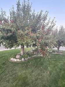 Organic apples