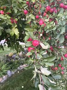 Organic apples - Photo 2