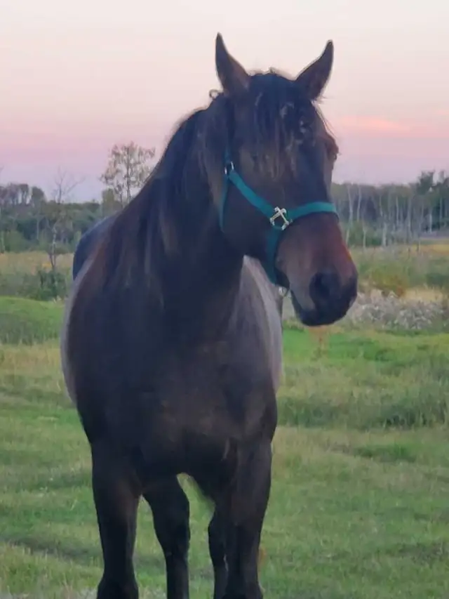 Lost Horse