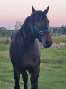 Lost Horse