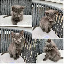 Fluffy Kittens - Photo 2