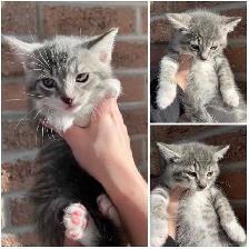 Fluffy Kittens - Photo 3