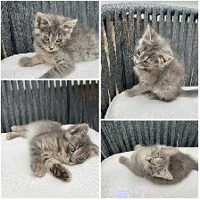 Fluffy Kittens - Photo 4