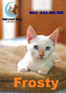 HARVEST SKY ANIMAL RESCUE - 18 KITTENS & 11 CATS AVAILABLE!