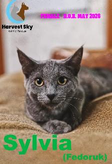 HARVEST SKY ANIMAL RESCUE - 18 KITTENS & 11 CATS AVAILABLE! - Photo 3