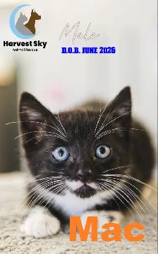 HARVEST SKY ANIMAL RESCUE - 18 KITTENS & 11 CATS AVAILABLE! - Photo 4