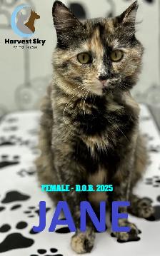 HARVEST SKY ANIMAL RESCUE - 18 KITTENS & 11 CATS AVAILABLE! - Photo 5